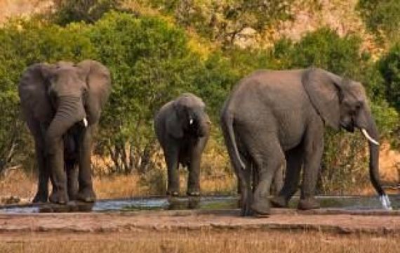 ЮЖНА АФРИКА с Национален парк Крюгер –ЗИМБАБВЕ с водопада Виктория – БОТСВАНА с Национален парк Чобе! Рев на диви животни и грохот на водопади!  БЕЗ ВИЗИ ЗА ЮАР!