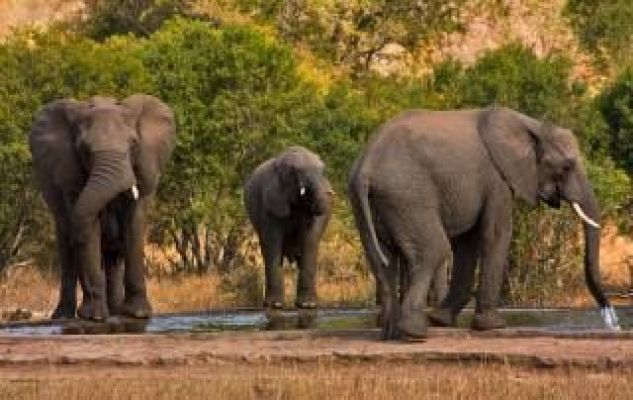 ЮЖНА АФРИКА с Национален парк Крюгер –ЗИМБАБВЕ с водопада Виктория – БОТСВАНА с Национален парк Чобе! Рев на диви животни и грохот на водопади!  БЕЗ ВИЗИ ЗА ЮАР!