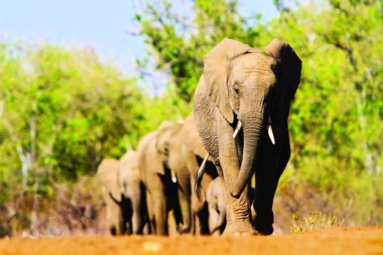 ЮАР, ЗИМБАБВЕ с водопада ВИКТОРИЯ, БОТСВАНА, НАМИБИЯ -ОФОРМЕНА ГРУПА! - 28.02.2026